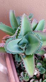 High angle view of bryophyllum daigremontianum growing in pot