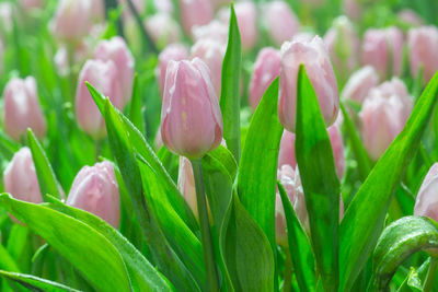 Close-up of pink flowering plant