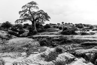 Trees growing on field against sky