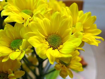 Close-up of fresh sunflower blooming outdoors