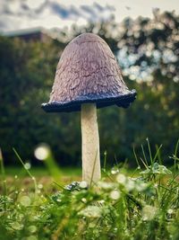 Close-up of mushroom on field