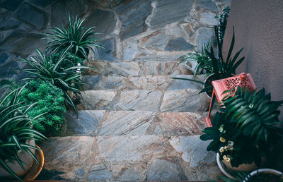 High angle view of potted plant on table