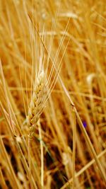 Close-up of wheat field