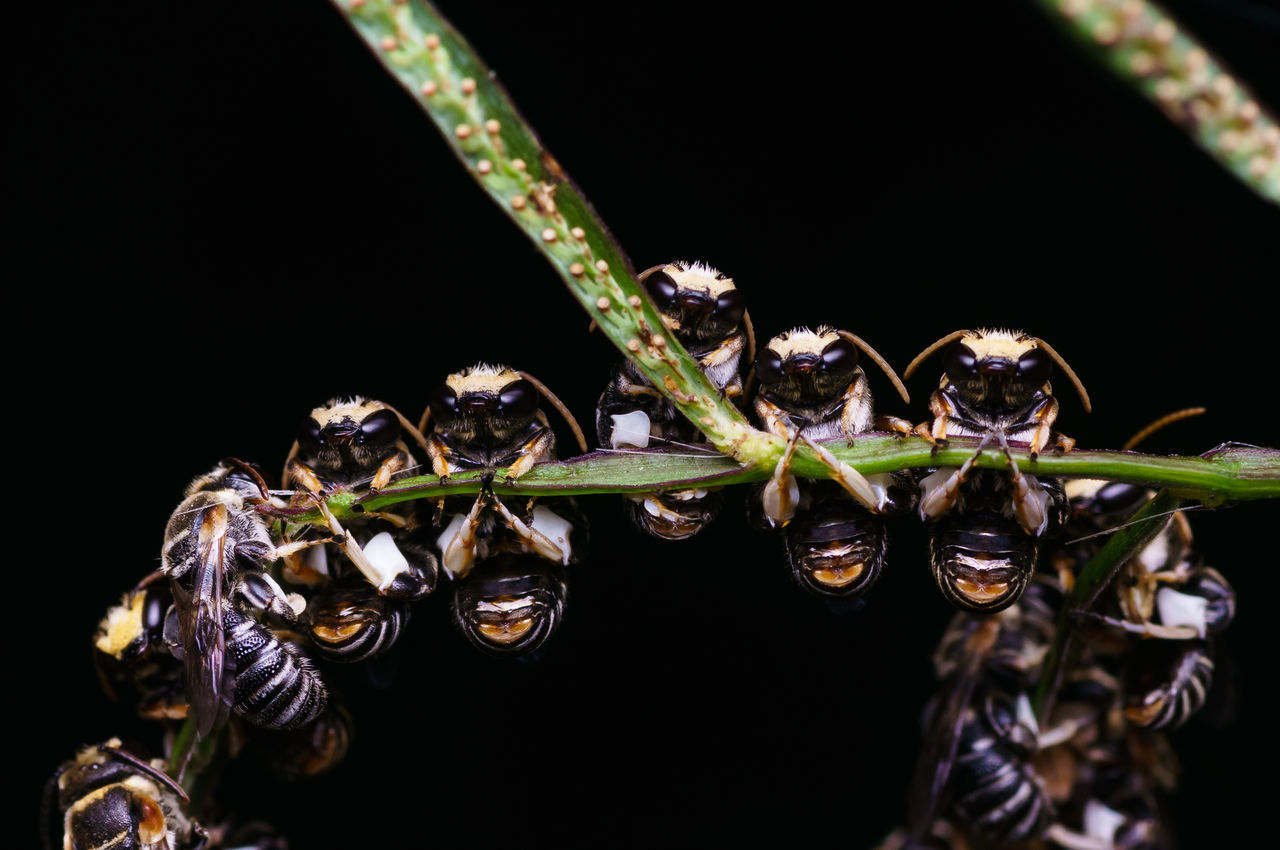 CLOSE-UP OF INSECT ON PLANTS