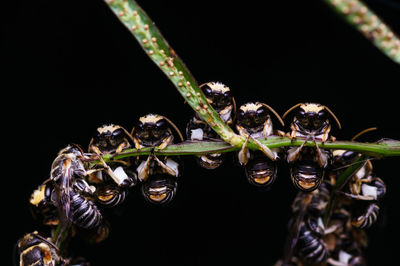 Close-up of insect on plant