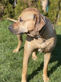 Close-up of a dog looking away