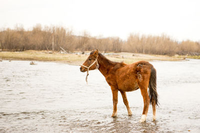 Side view of a horse in the winter