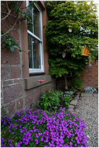 Flowers growing on plant outside house