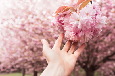 Close-up of pink cherry blossoms in spring