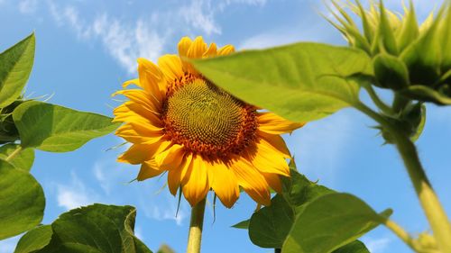 Low angle view of sunflower against sky