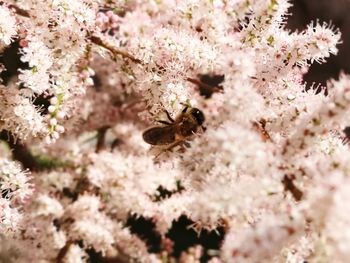 Close-up of insect on cherry blossom