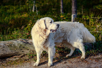 Side view of a dog looking away