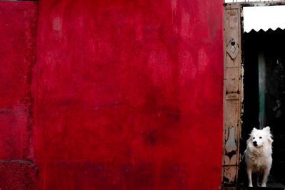 View of a dog against red wall
