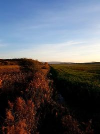 Scenic view of field against sky