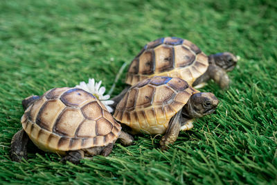 Close-up of turtle in grass