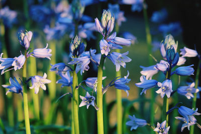 Close-up of purple flowering plants