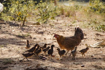 Hen with baby chickens on field