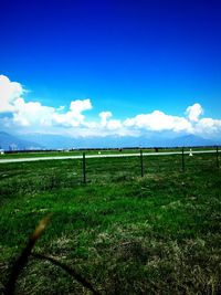 Scenic view of field against blue sky