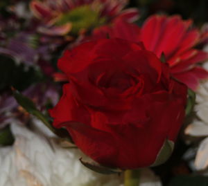 Close-up of red rose