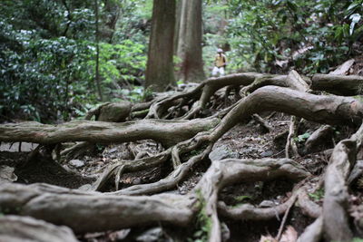 Trees in forest