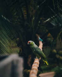 Bird perching on a branch