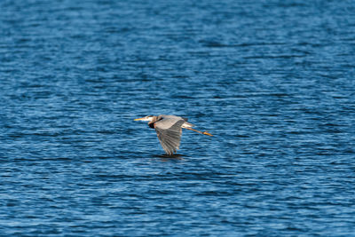 Bird flying over sea