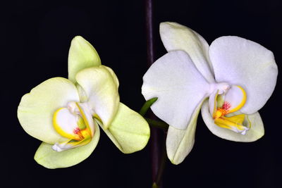 Close-up of white orchids against black background