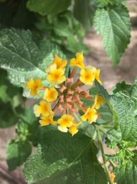 Close-up of yellow flowers blooming outdoors