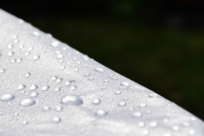 Close-up of water drops on leaf during rainy season