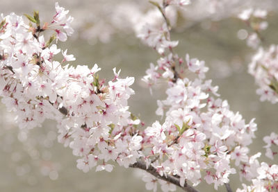 Close-up of pink cherry blossom tree