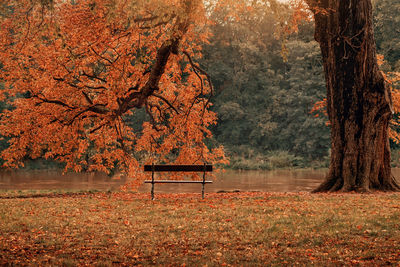 Bench in park during autumn