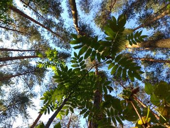 Low angle view of trees against sky