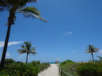 Scenic view of palm trees by sea against sky