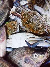 High angle view of fish for sale in market