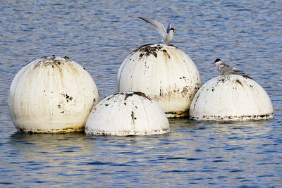 Birds on beach