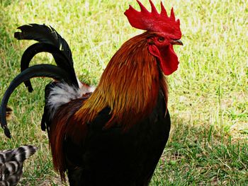 Close-up of rooster on field