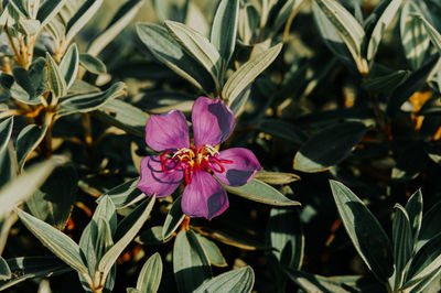 Close-up of pink flowering plant