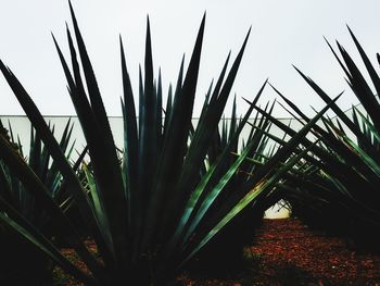 Close-up of succulent plant on field against sky