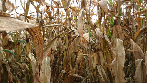 Close-up of plants