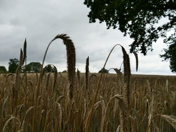 Crops growing on field against sky