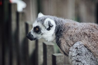 Side view of lemur