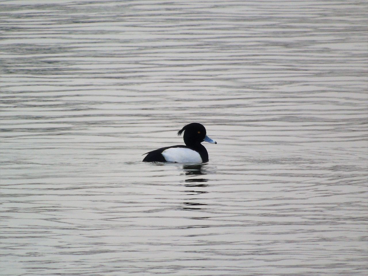 SIDE VIEW OF A DUCK SWIMMING ON LAKE