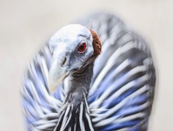 Close-up of bird