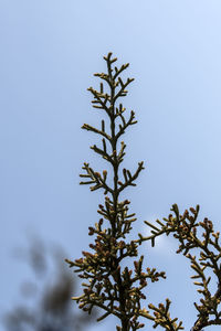 Low angle view of tree against clear blue sky