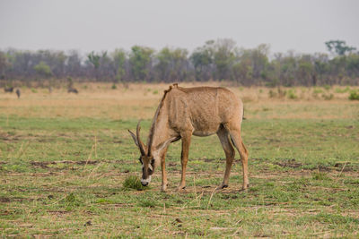 Side view of horned animal grazing on field