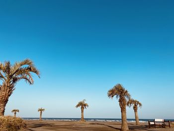 Palm trees on beach against clear blue sky