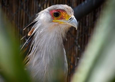 Close-up of a bird looking away