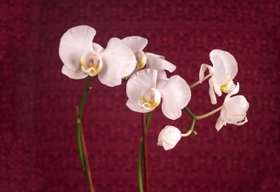 Close-up of white flowers