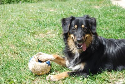 View of dog sitting on field