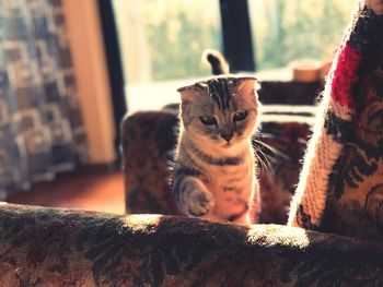 Close-up of cat looking at home